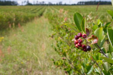 Bir tarlada yetişen Aronia (boğaz üzümü) - yaz mevsiminde
