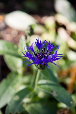 Bir bahçede çiçek açan çiçek (Centaurea)