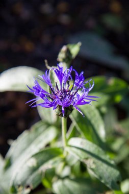 Bir bahçede çiçek açan çiçek (Centaurea)