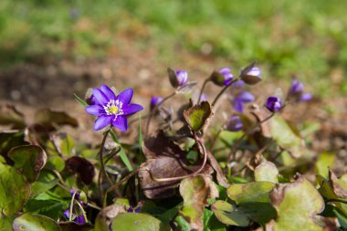 The Common hepatica (Anemone hepatica) blooming in close up      clipart