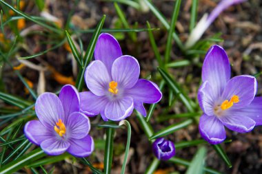 İlkbaharın başlarında açan timsahlar.