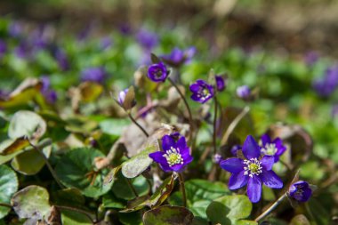 Yaygın hepatika (Anemone hepatica) yakın planda çiçek açar     