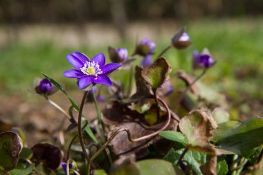Yaygın hepatika (Anemone hepatica) yakın planda çiçek açar     