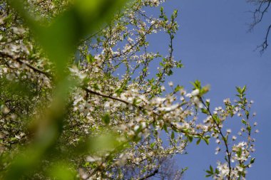 Baharın başlarında çiçek açan beyaz çiçeklerle