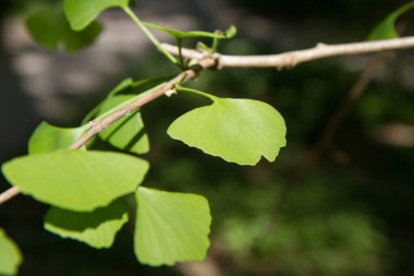 Ginkgo biloba (bakire saçı ağacı) yakın bir dalda ayrılır.