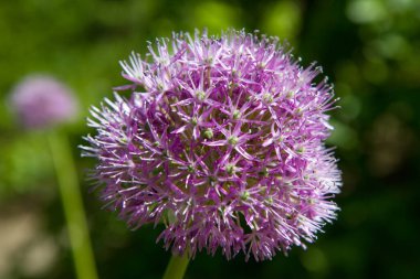 Dev Soğan (Allium Giganteum) bir bahçede çiçek açıyor