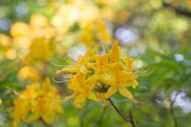 Azaleas baharda bir bahçede çiçek açıyor.