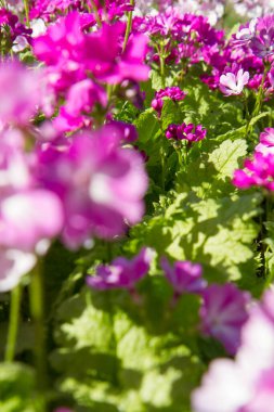 Primrose (primula cortusoides) baharda bir bahçede çiçek açar