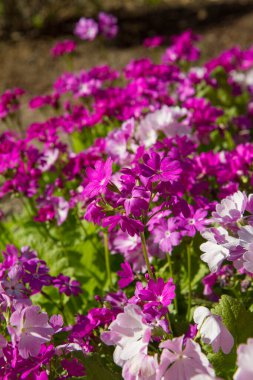 Primrose (primula cortusoides) baharda bir bahçede çiçek açar