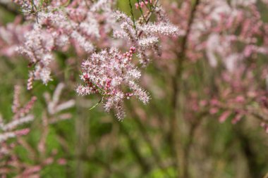 Tamarisk (Tamarix) bitkisi baharda çiçek açar