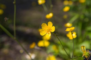 Yünlü düğün çiçeği (Ranunculus lanuginosus) bitkisi çiçek açıyor