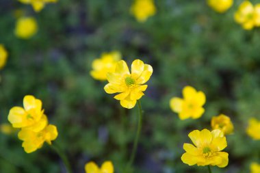 Kudüs butercup (Ranunculus millefoliatus) bitkisi çiçek açıyor