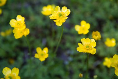 Kudüs butercup (Ranunculus millefoliatus) bitkisi çiçek açıyor