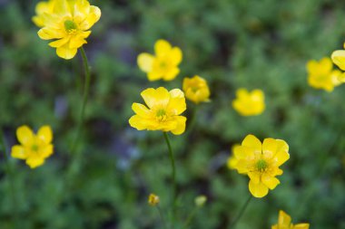 Kudüs butercup (Ranunculus millefoliatus) bitkisi çiçek açıyor
