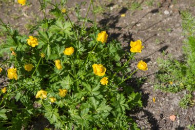 Yerçiçeği (Trollius europaeus) bitkisi çiçek açıyor