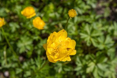 Yerçiçeği (Trollius europaeus) bitkisi çiçek açıyor