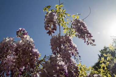Çin salkımı (Wisteria sinensis) baharda çiçek açar