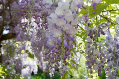 Çin salkımı (Wisteria sinensis) baharda çiçek açar