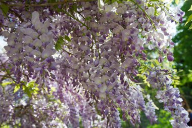 Çin salkımı (Wisteria sinensis) baharda çiçek açar