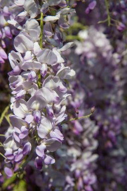 Çin salkımı (Wisteria sinensis) baharda çiçek açar