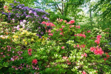 Azaleas baharda bir bahçede çiçek açıyor.