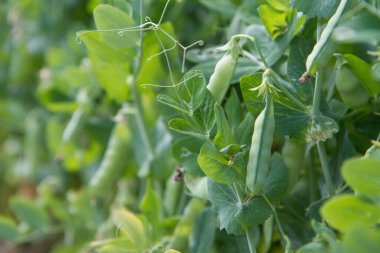 Olgun kabuklu bezelye bitkisi bahçede görünür.