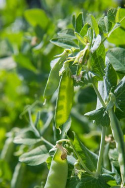Olgun kabuklu bezelye bitkisi bahçede görünür.