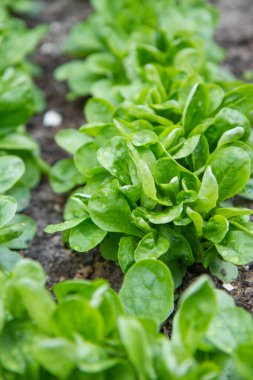 Bir bahçede yetişen mısır salatası (Valerianella)    