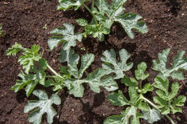 Bahçede yetişen karpuz bitkileri