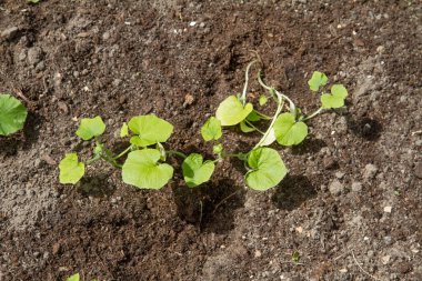 Kabak bitkisi bahçede yetiştiriliyor.