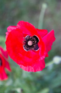 Bahçede açan gelincik çiçekleri