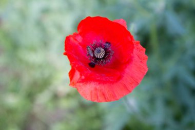 Bahçede açan gelincik çiçekleri