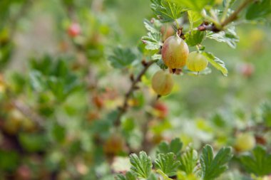 Bektaşi üzümü, güneşte olgunlaşan kırmızı böğürtlenlerle dolu.