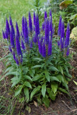 Çivili Speedwell (Veronica Spicata) bitkisi bir bahçede çiçek açıyor