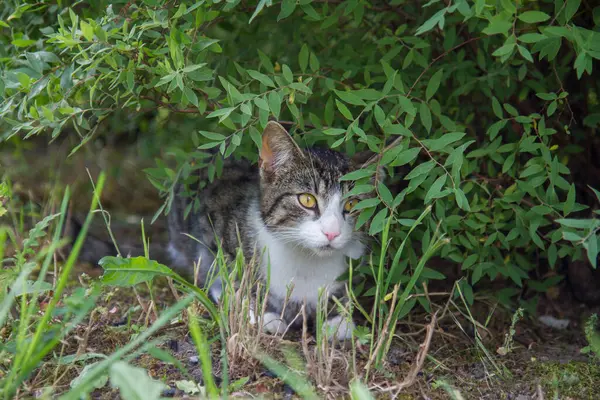 stock image Alert Young grey cat hiding under a shrub in a garden