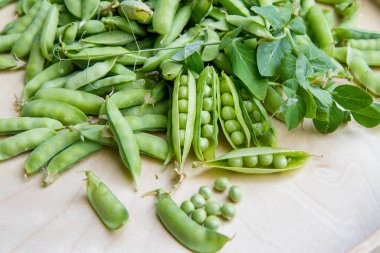 Taze toplanmış bezelye kabukları. Bazıları görünür tohumlarla, tahta tepside.