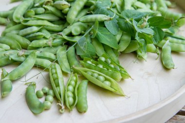 Taze toplanmış bezelye kabukları. Bazıları görünür tohumlarla, tahta tepside.