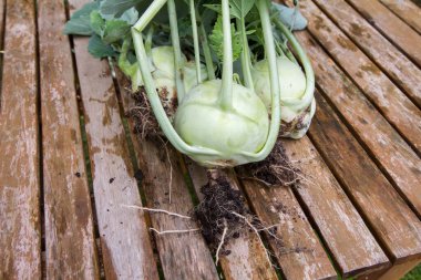 Kohlrabi (şalgam lahanası) yeni toplanmış bir bahçede, ahşap bir masada.