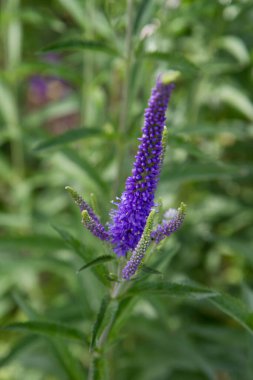 Çivili Speedwell (Veronica Spicata) bitkisi bir bahçede çiçek açıyor