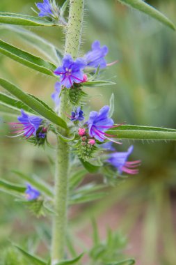 Echium bitkisi bir bahçede çiçek açıyor.
