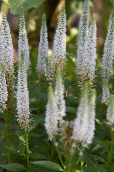 Stock image The spiked speedwell (Veronica spicata) plant blooming in a garden