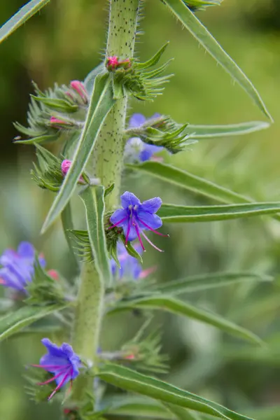stock image The Echium plant blooming in a garden
