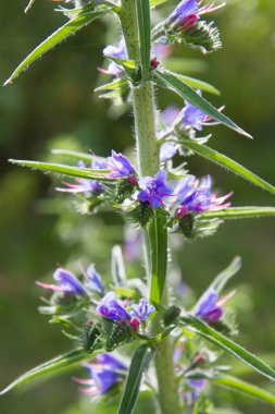 Echium bitkisi bir bahçede çiçek açıyor.