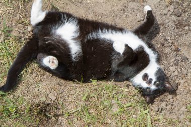 Toprakta yuvarlanan siyah beyaz kedi