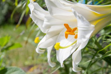 Beyaz trompet zambağı (Lilium) çiçekleri yakın planda çiçek açıyor