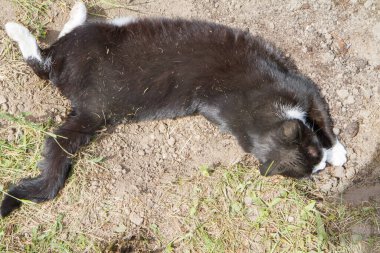 Toprakta yuvarlanan siyah beyaz kedi