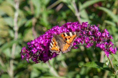 Buddleja davidii (yaz leylağı) çiçekleri üzerindeki Küçük Kaplumbağa Kabuğu (Aglais urticae) kelebeği