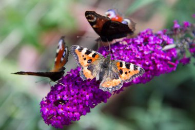 Avrupa tavus kuşu ve küçük kaplumbağa kabuğu kelebekleri buddleja davidii (yaz leylağı) çiçekleri üzerinde