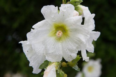 Hollyhocks (Alcea) bitkisi yazın bir bahçede çiçek açar.