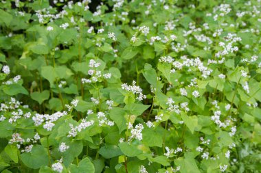 Fagopyrum (Buckwheat) plant blooming in a field clipart